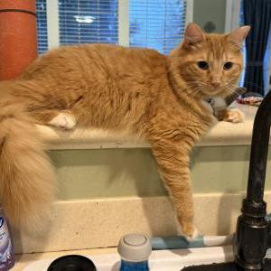 Image of OJ, Lost Cat