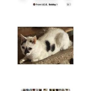 Image of Muppet, Lost Cat
