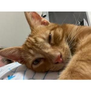 Image of Little little, Lost Cat