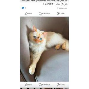 Lost Cat Beesho