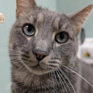 Image of Klaus, Lost Cat