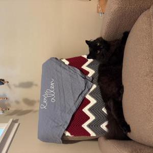 Image of Trout, Lost Cat