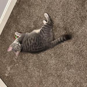 Image of Bella, Lost Cat