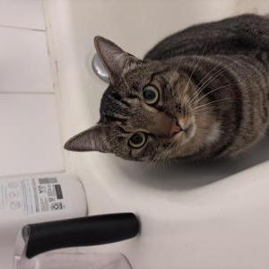 Image of Unknown, Found Cat