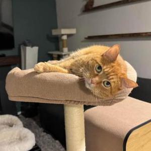 Image of Urie, Lost Cat