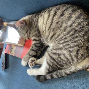 Image of Champ, Lost Cat