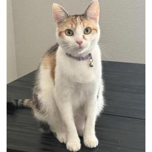 Image of Phoebe, Lost Cat