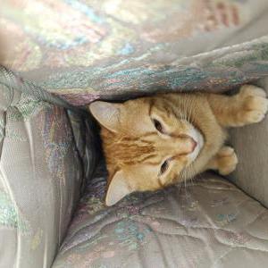 Image of Milo, Lost Cat