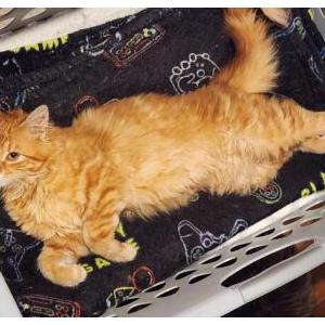 Image of Chicken nugget, Lost Cat