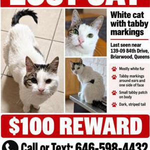 Image of Zosha, Lost Cat