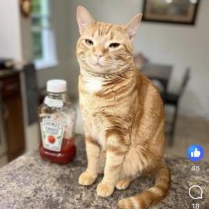 Lost 2 Michi (Connecticut)