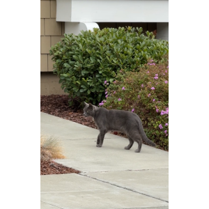 Image of Unknown, Lost Cat