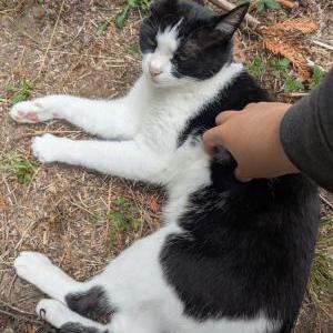 Image of Stella, Lost Cat