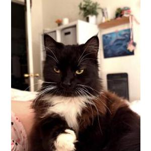 Image of Mittens, Lost Cat