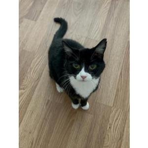 Image of Mittens, Lost Cat