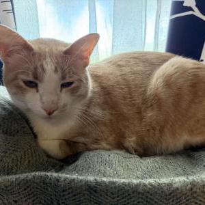 Image of Luna, Lost Cat