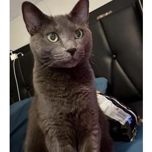 Image of Smokey, Lost Cat