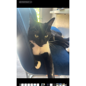 Image of Leo, Lost Cat