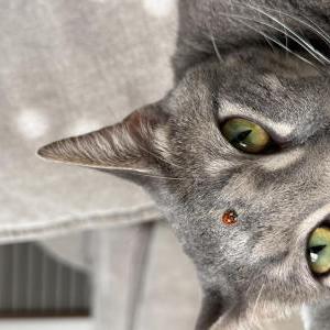 2nd Image of Jinx, Lost Cat