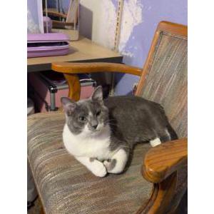 Image of Pantherlily, Lost Cat