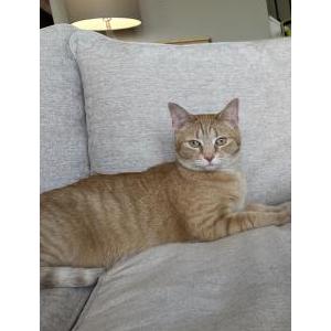 Image of Juniper, Lost Cat
