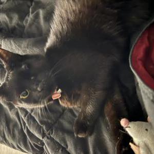 Image of Luna, Lost Cat