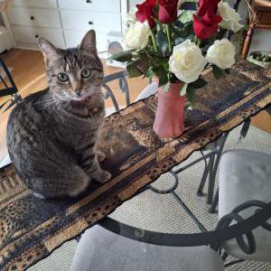 Image of Tabitha, Lost Cat