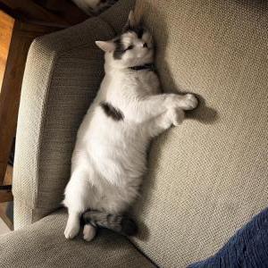 Image of Rascal, Lost Cat