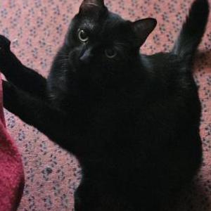 Image of Salem, Lost Cat