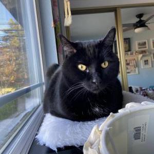 Image of Toby, Lost Cat