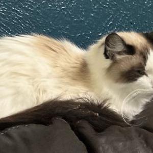Image of Brutus, Lost Cat