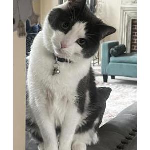 Image of Zeus, Lost Cat