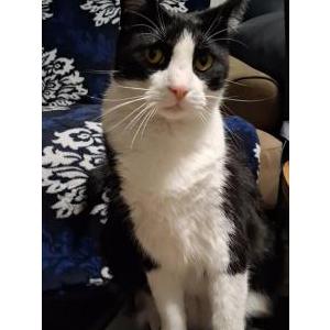 Lost Cat Ziggy
