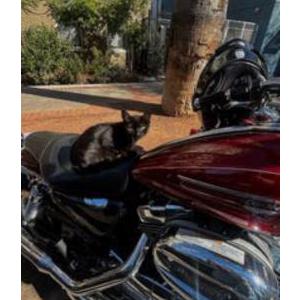 Image of Dyna, Lost Cat