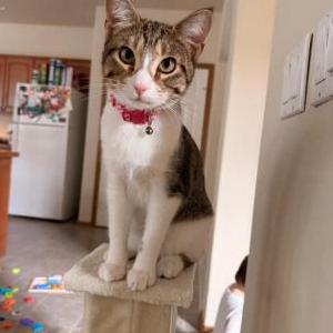 Image of Pinky, Lost Cat