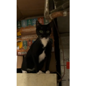 Image of Jackie, Lost Cat