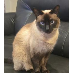 Image of Denali, Lost Cat