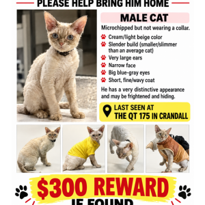 Image of Snowballs, Lost Cat