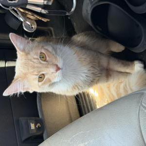 Image of Sol, Lost Cat