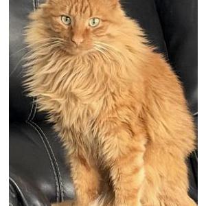 Image of Gus, Lost Cat