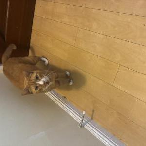 Image of Atlas, Lost Cat