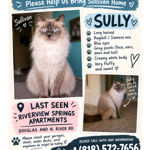 Image of Sullivan, Lost Cat