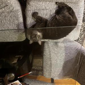 Image of Simone, Lost Cat