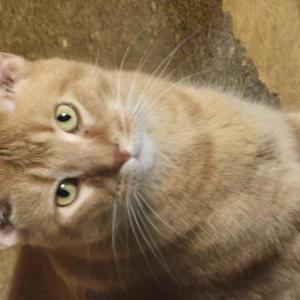 Lost 2 Charles (Illinois)