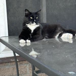 Image of Elsa, Lost Cat