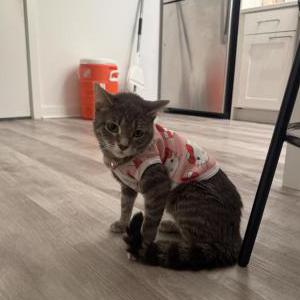 Image of Princess, Lost Cat