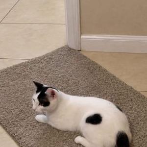 Image of Leon, Lost Cat