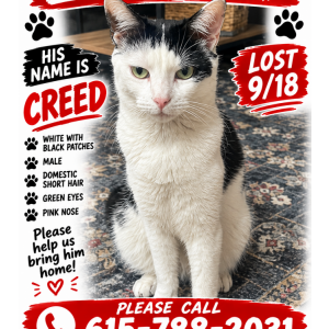 Image of Creed, Lost Cat