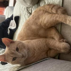 Image of Ebii, Lost Cat