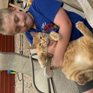 Image of Butter, Lost Cat